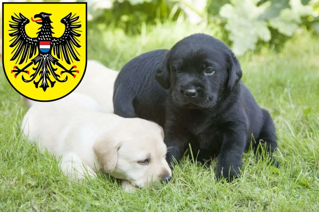 Labrador Züchter mit Welpen Heilbronn, Baden-Württemberg