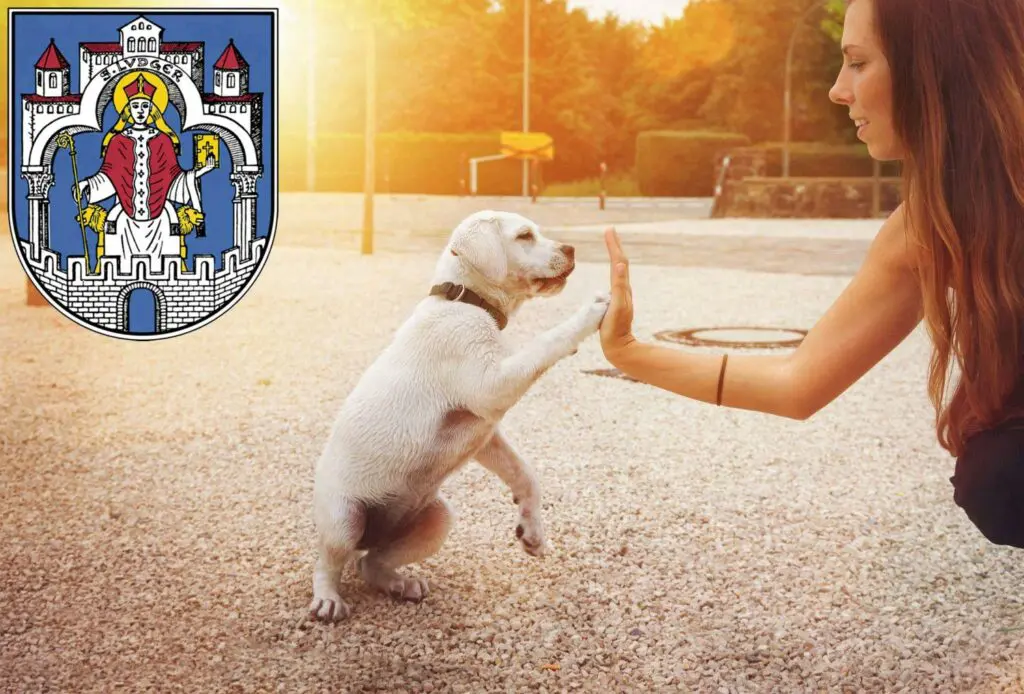 Labrador Züchter mit Welpen Helmstedt, Niedersachsen