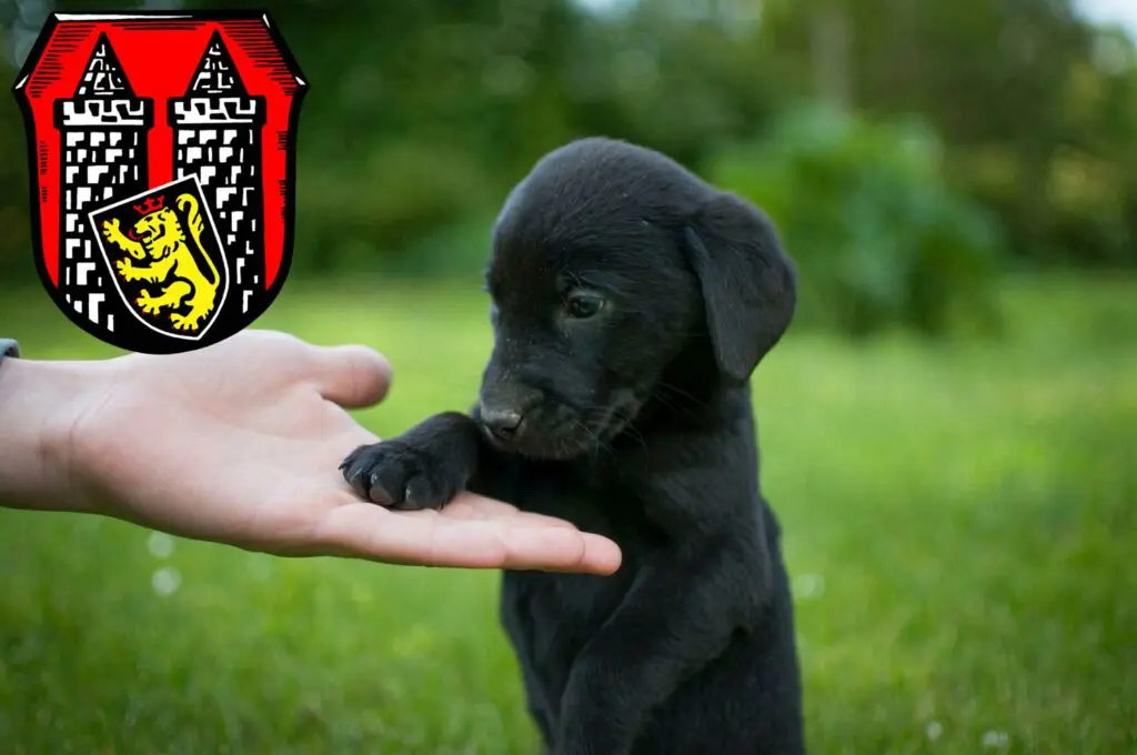 Labrador Züchter mit Welpen Hof (Saale), Bayern