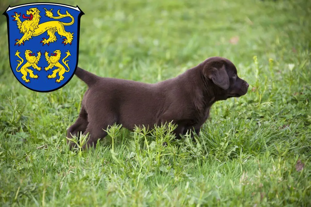 Labrador Züchter mit Welpen Homberg (Efze), Hessen