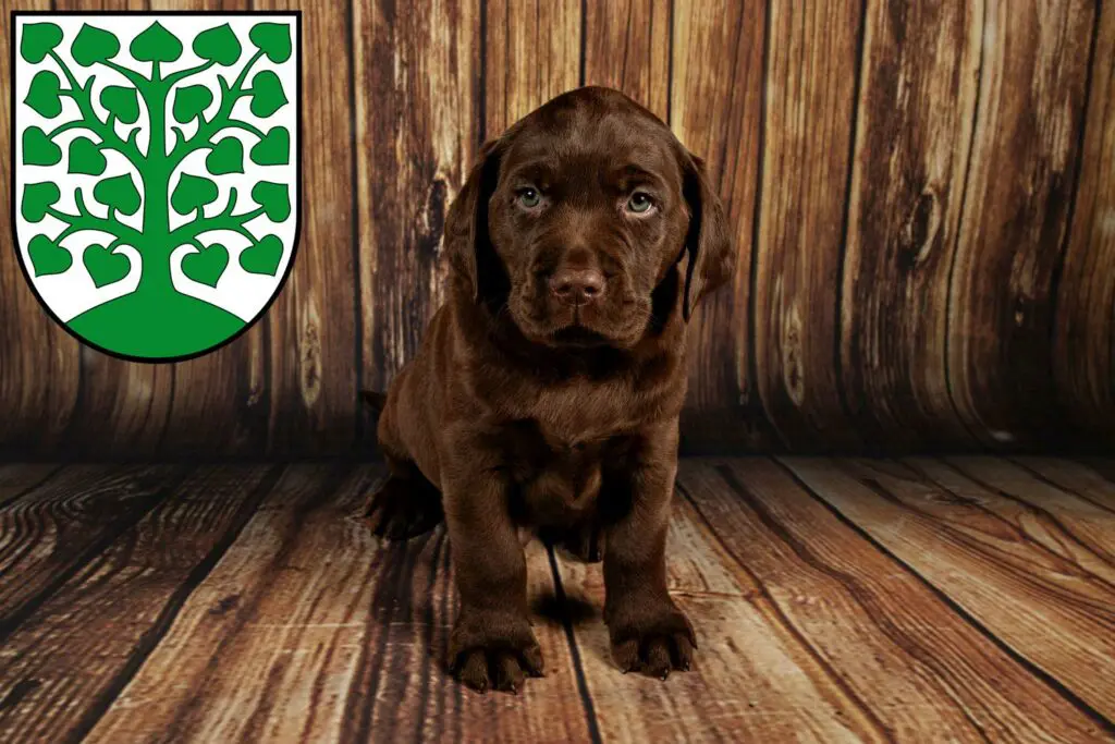 Labrador Züchter mit Welpen Homburg, Saarland