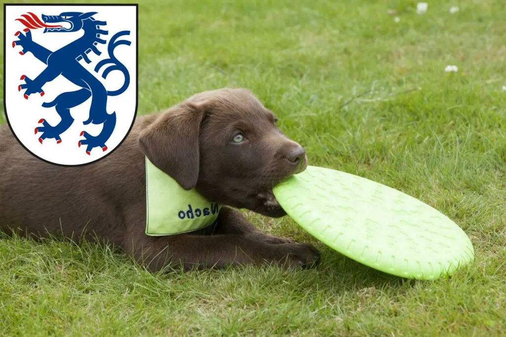 Labrador Züchter mit Welpen Ingolstadt, Bayern