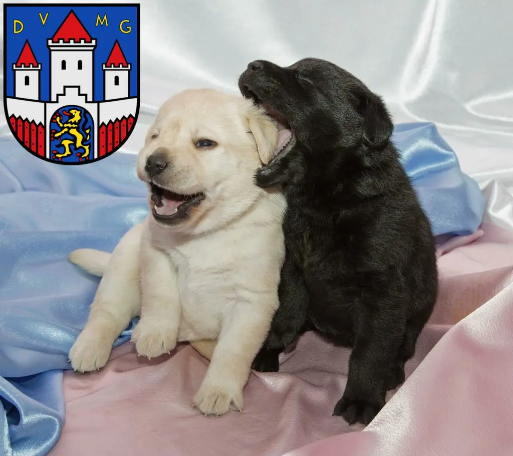 Labrador Züchter mit Welpen Jever, Niedersachsen