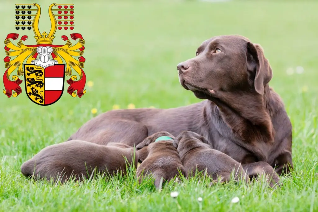 Labrador Züchter mit Welpen Kärnten, Österreich