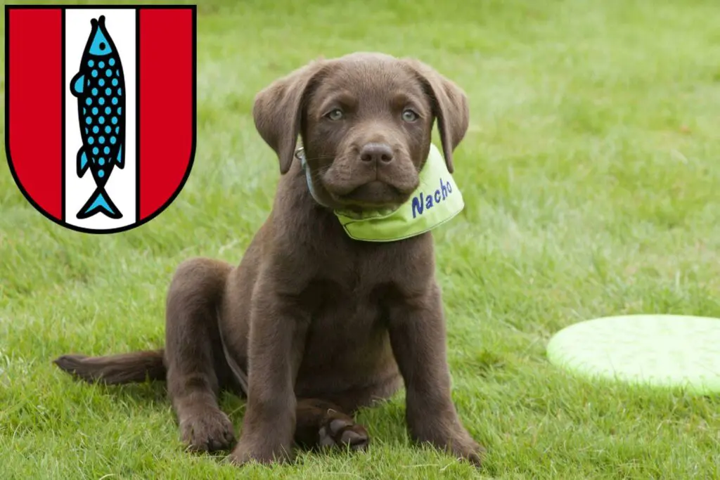 Labrador Züchter mit Welpen Kaiserslautern, Rheinland-Pfalz