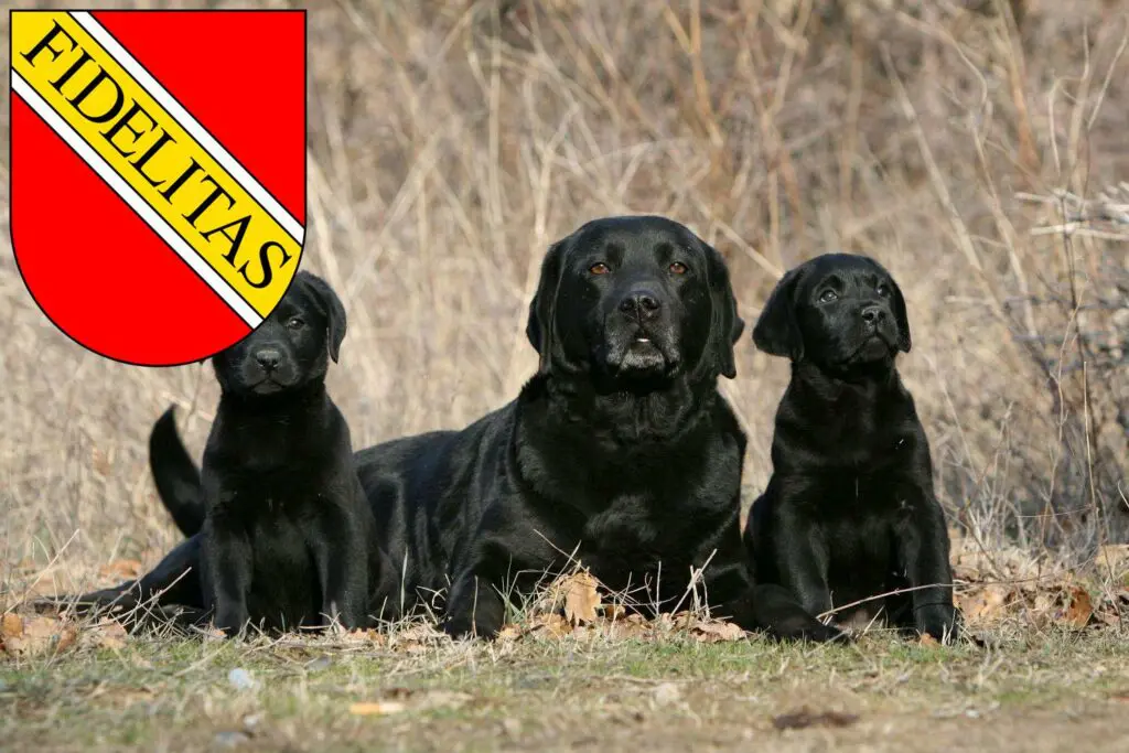 Labrador Züchter mit Welpen Karlsruhe, Baden-Württemberg