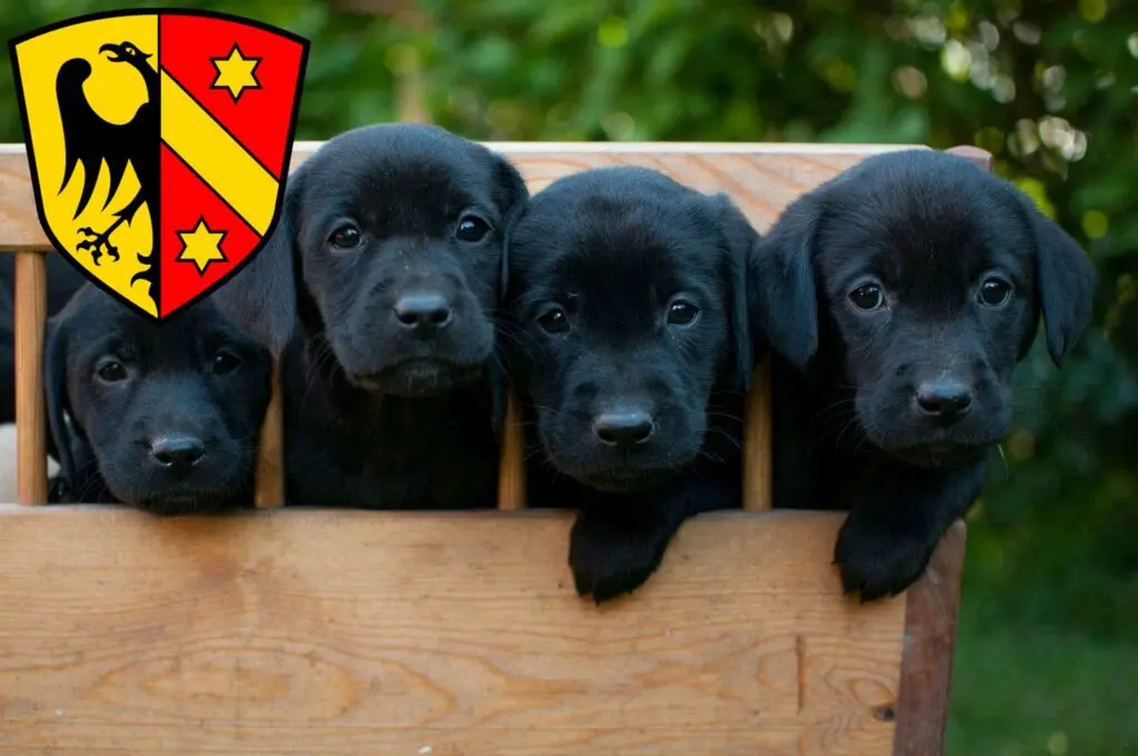 Labrador Züchter mit Welpen Kaufbeuren, Bayern