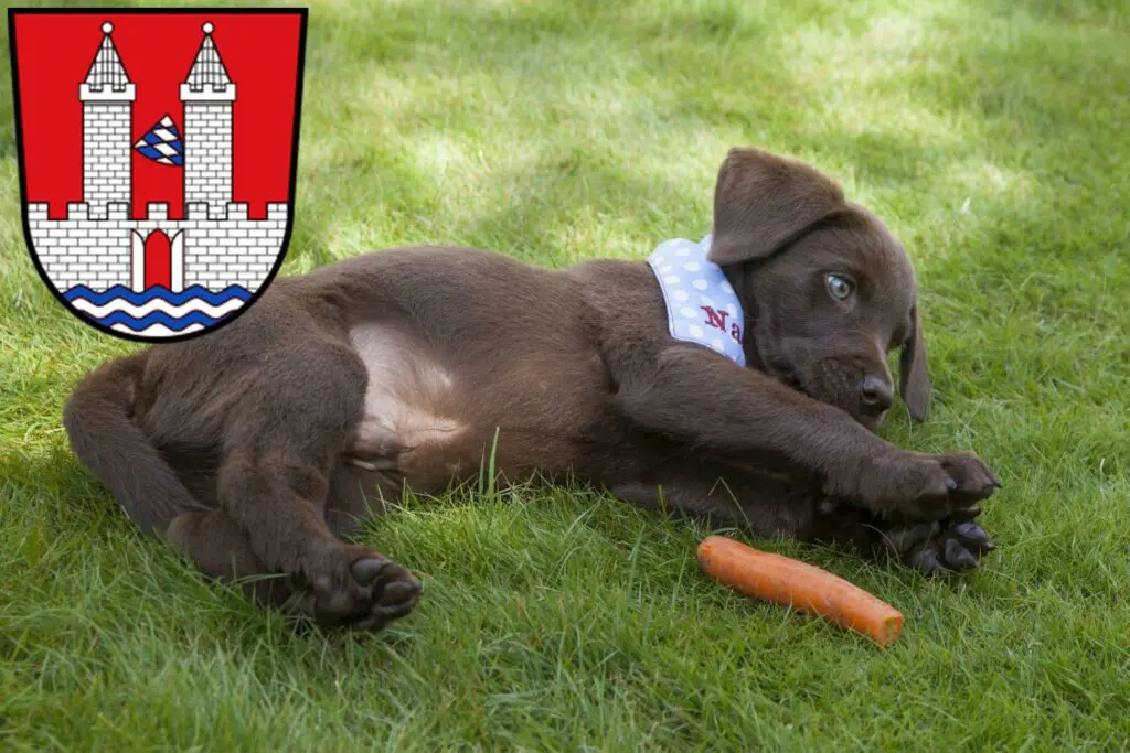 Labrador Züchter mit Welpen Kelheim, Bayern