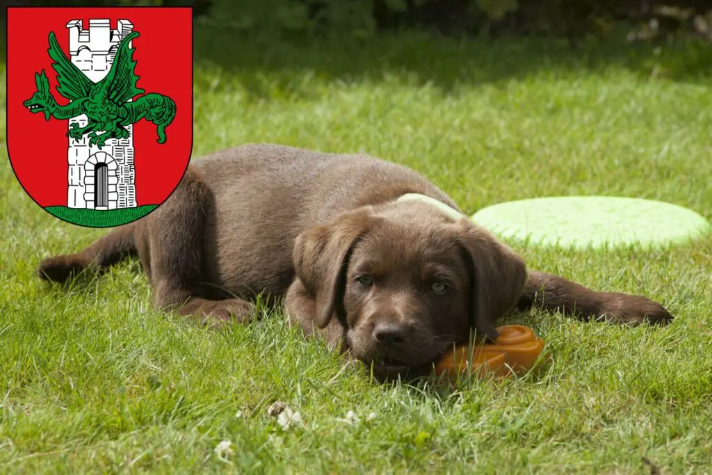 Labrador Züchter mit Welpen Klagenfurt, Österreich