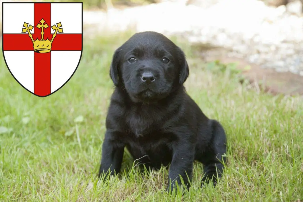 Labrador Züchter mit Welpen Koblenz, Rheinland-Pfalz