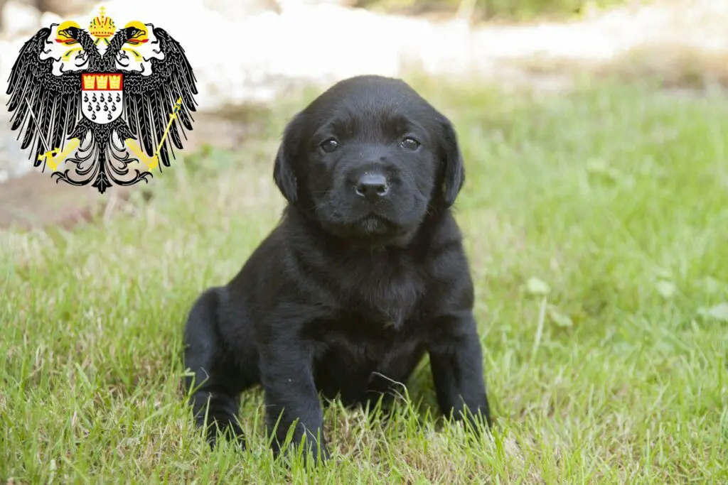 Labrador Züchter mit Welpen Köln, Nordrhein-Westfalen