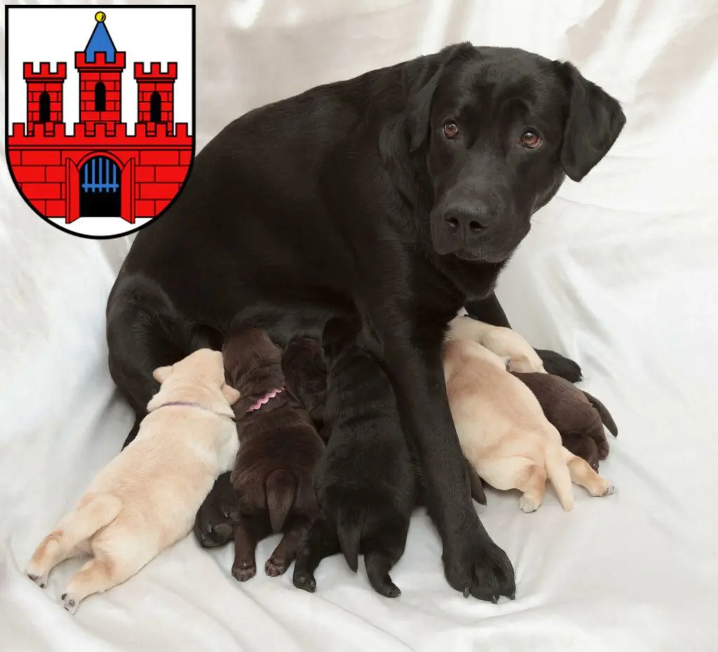 Labrador Züchter mit Welpen Köthen (Anhalt), Sachsen-Anhalt
