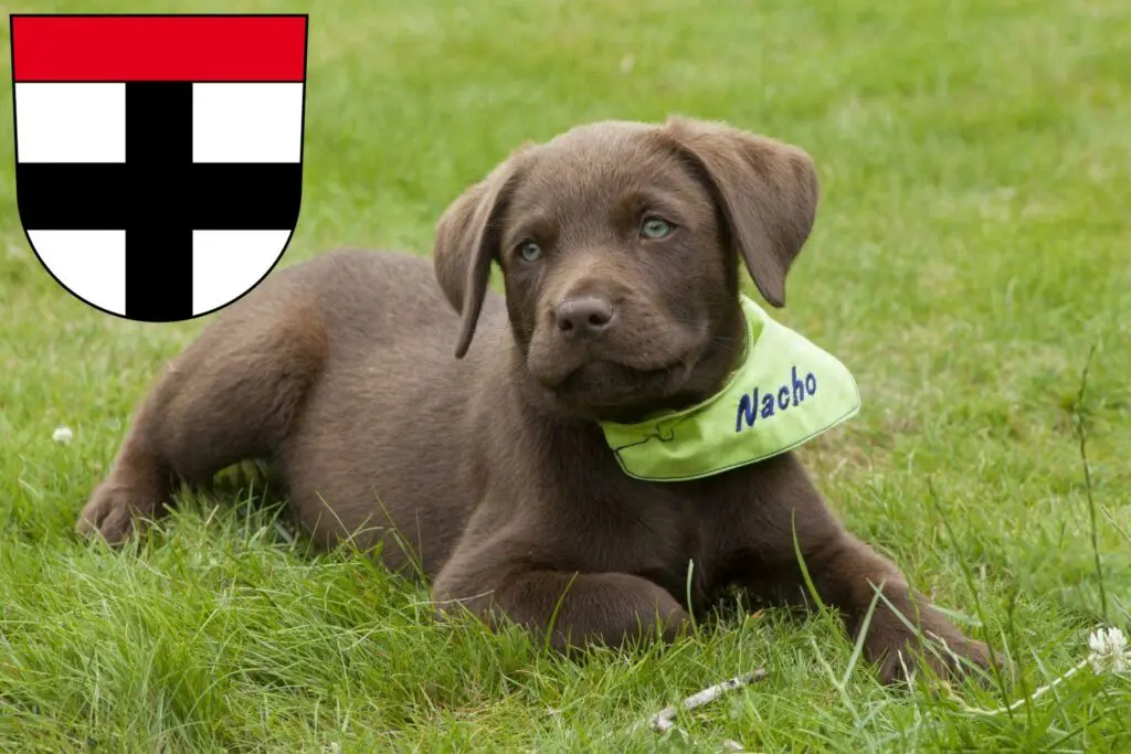 Labrador Züchter mit Welpen Konstanz, Baden-Württemberg
