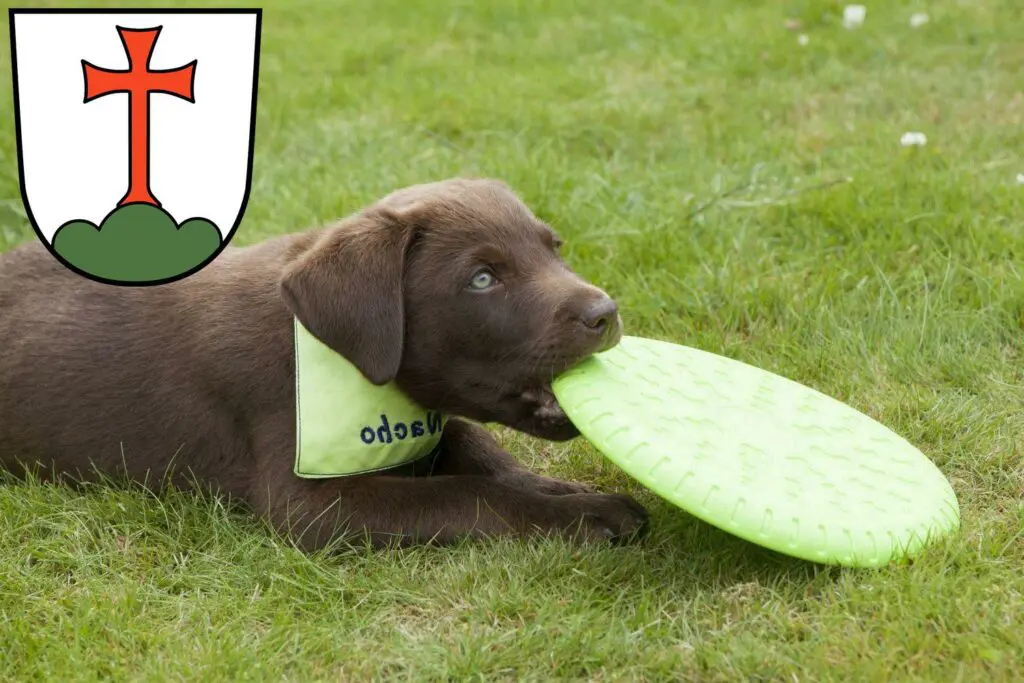 Labrador Züchter mit Welpen Landsberg am Lech, Bayern
