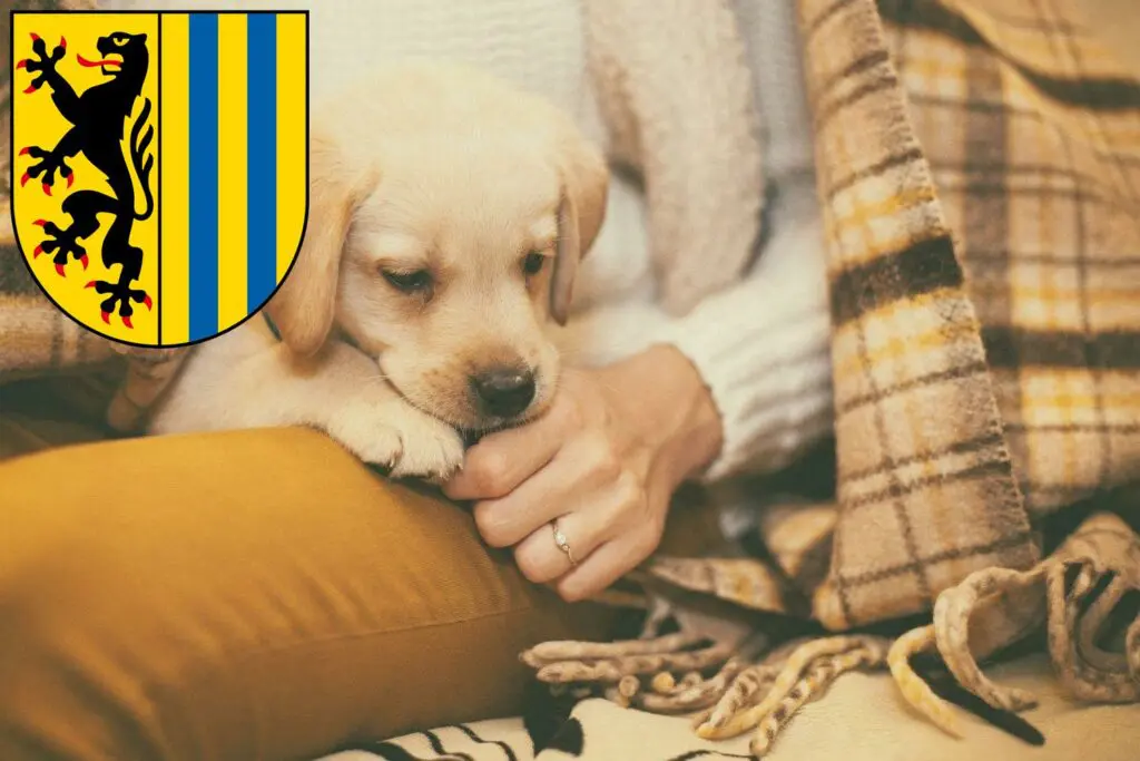 Labrador Züchter mit Welpen Leipzig, Sachsen