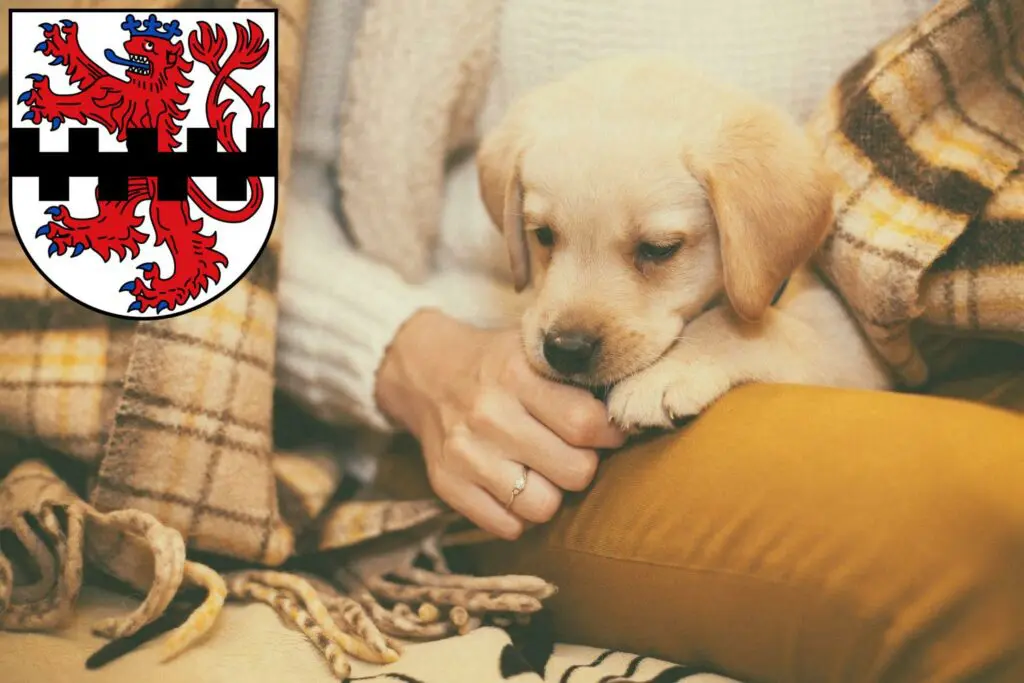 Labrador Züchter mit Welpen Leverkusen, Nordrhein-Westfalen