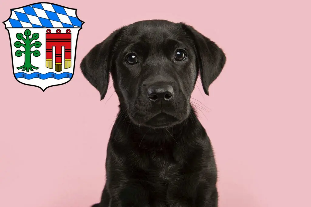 Labrador Züchter mit Welpen Lindau, Bayern