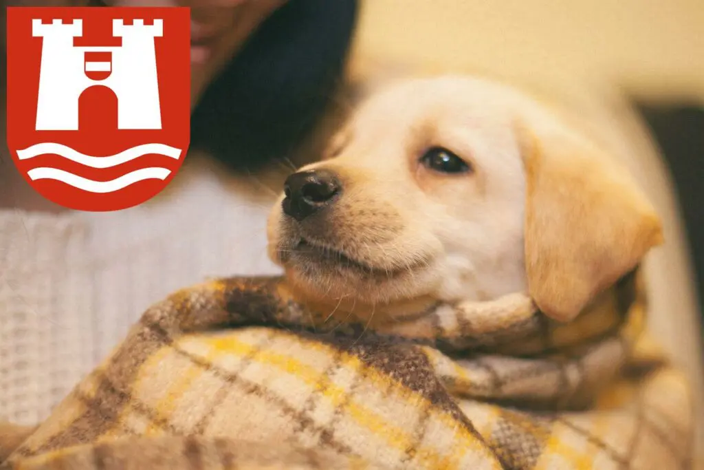 Labrador Züchter mit Welpen Linz, Österreich