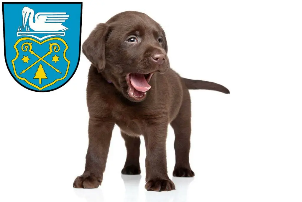 Labrador Züchter mit Welpen Luckenwalde, Brandenburg
