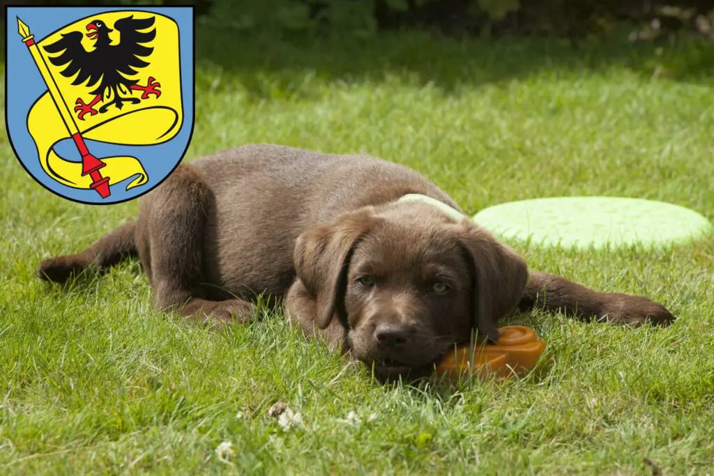 Labrador Züchter mit Welpen Ludwigsburg, Baden-Württemberg