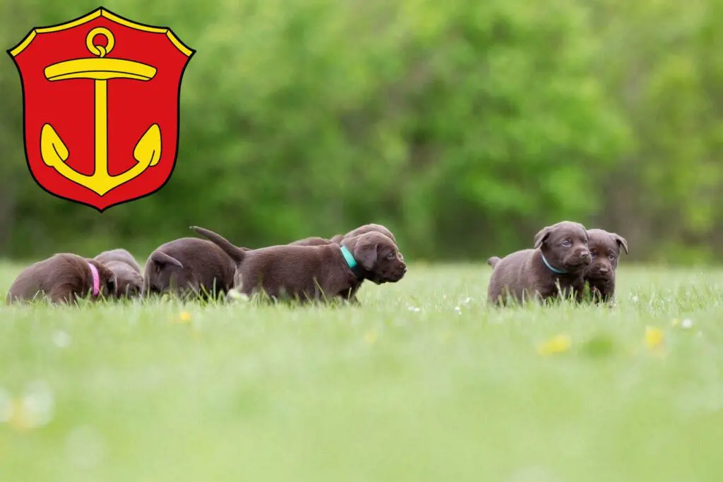 Labrador Züchter mit Welpen Ludwigshafen am Rhein, Rheinland-Pfalz