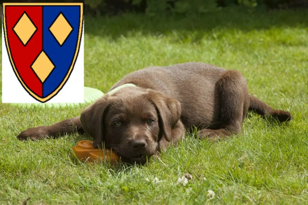 Labrador Züchter mit Welpen Lüchow (Wendland), Niedersachsen