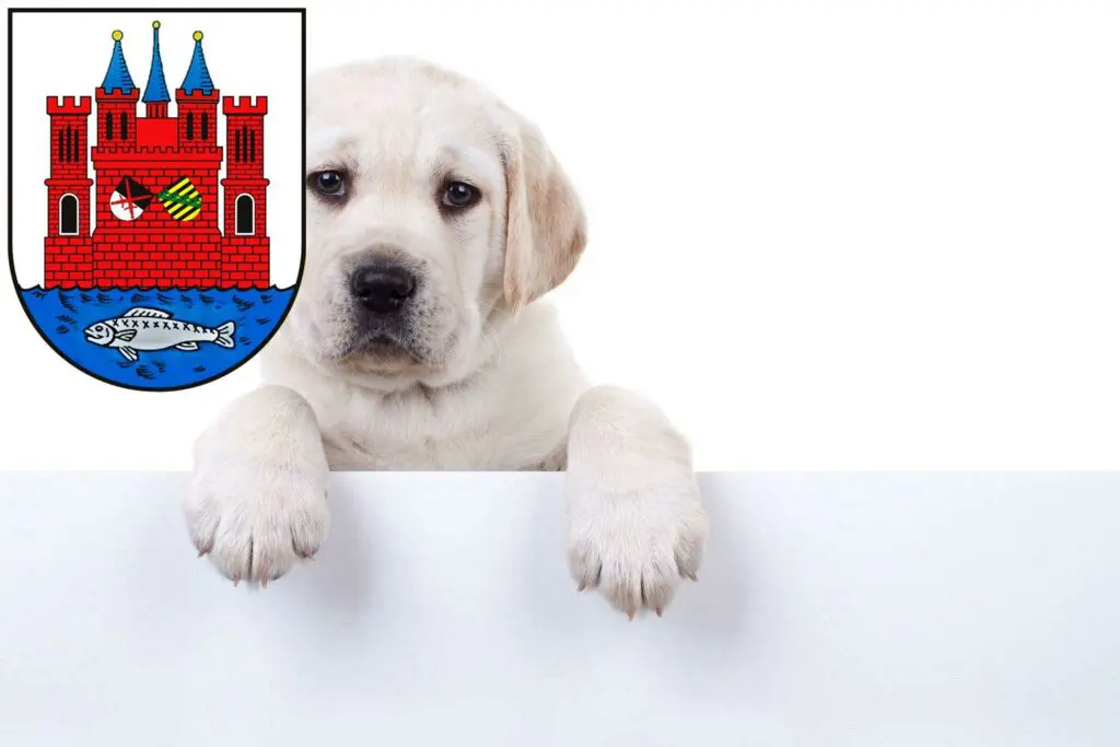 Labrador Züchter mit Welpen Lutherstadt Wittenberg, Sachsen-Anhalt