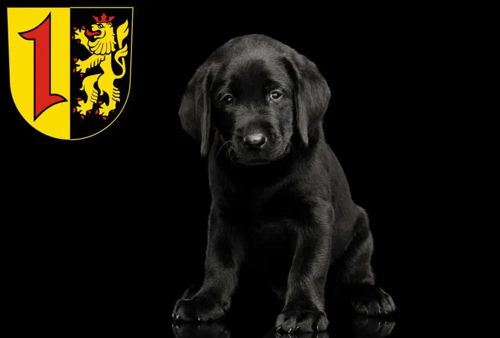 Labrador Züchter mit Welpen Mannheim, Baden-Württemberg
