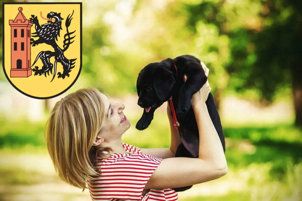 Labrador Züchter mit Welpen Meißen, Sachsen