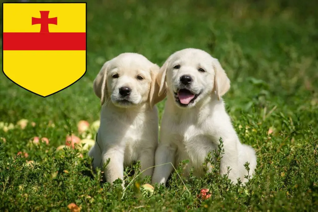 Labrador Züchter mit Welpen Meppen, Niedersachsen