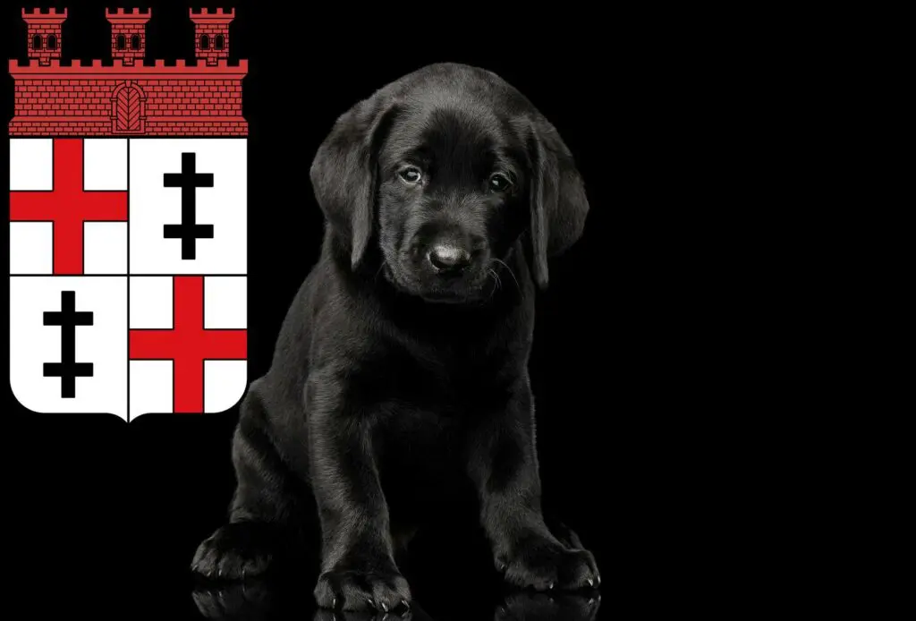 Labrador Züchter mit Welpen Merzig, Saarland