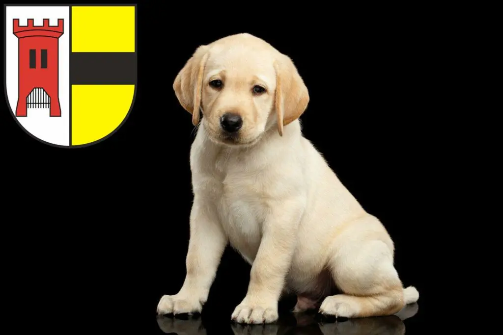 Labrador Züchter mit Welpen Moers, Nordrhein-Westfalen