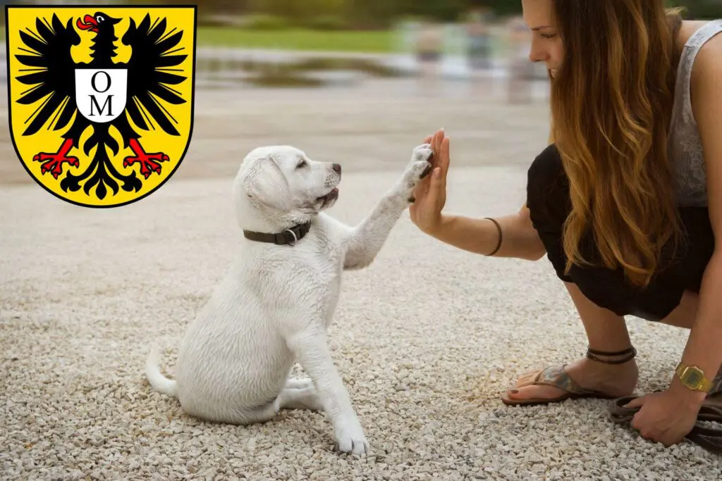 Labrador Züchter mit Welpen Mosbach, Baden-Württemberg