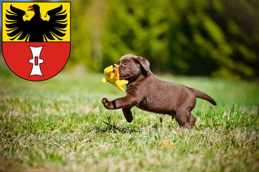 Labrador Züchter mit Welpen Mühlhausen/Thüringen, Thüringen