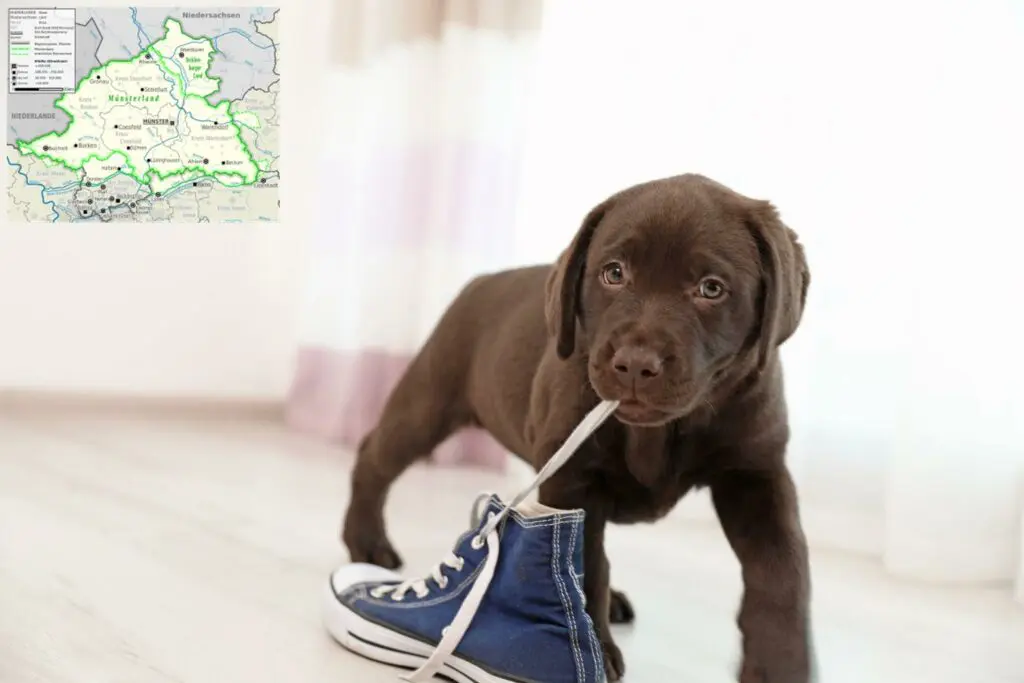 Labrador Züchter mit Welpen Münsterland, Nordrhein-Westfalen