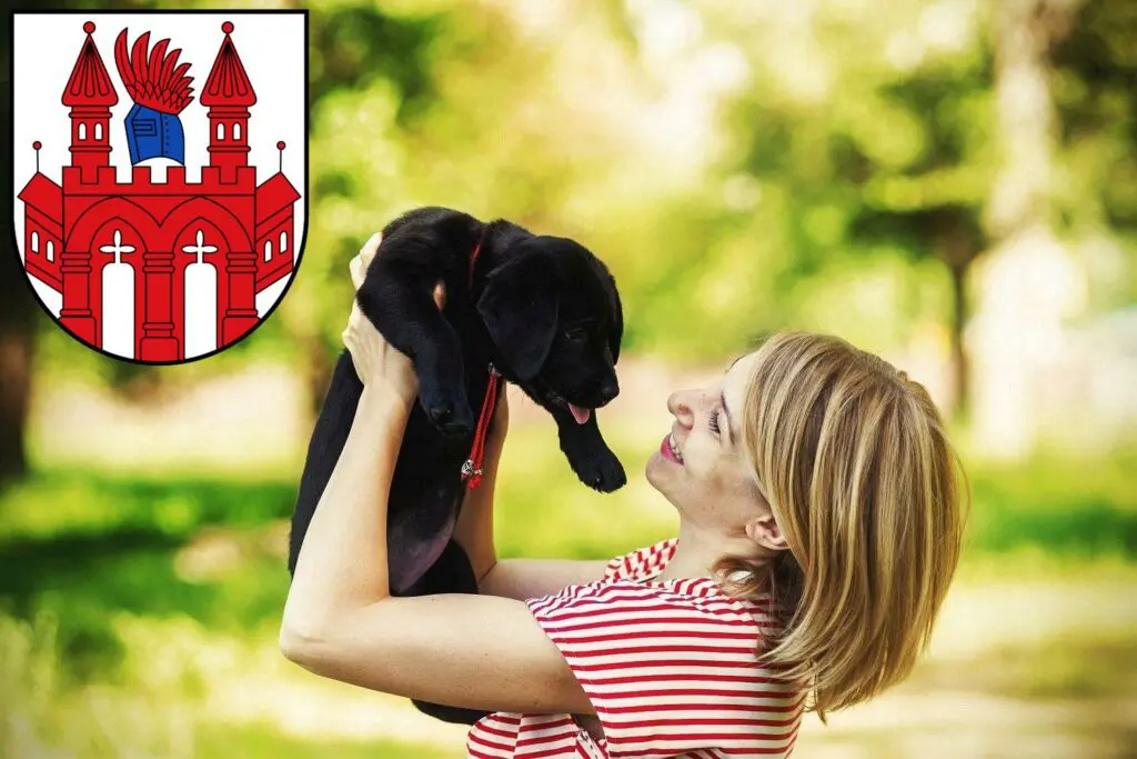 Labrador Züchter mit Welpen Neubrandenburg, Mecklenburg-Vorpommern