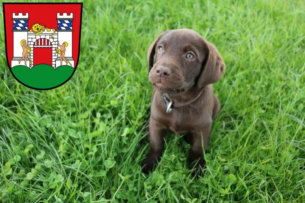 Labrador Züchter mit Welpen Neuburg an der Donau, Bayern