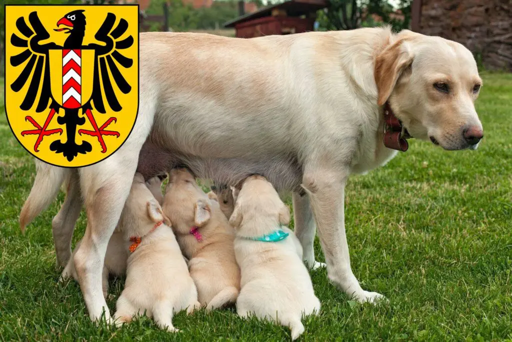 Labrador Züchter mit Welpen Neuenburg, Schweiz