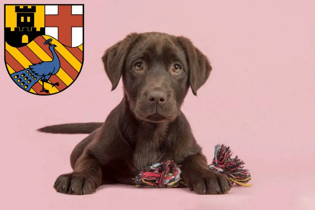 Labrador Züchter mit Welpen Neuwied, Rheinland-Pfalz