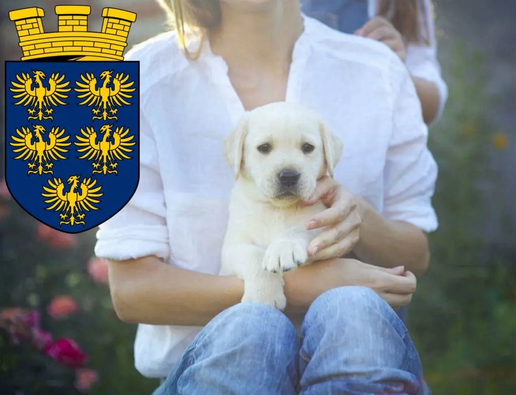 Labrador Züchter mit Welpen Niederösterreich, Österreich