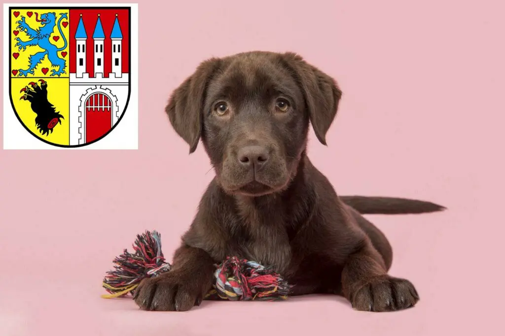 Labrador Züchter mit Welpen Nienburg/Weser, Niedersachsen