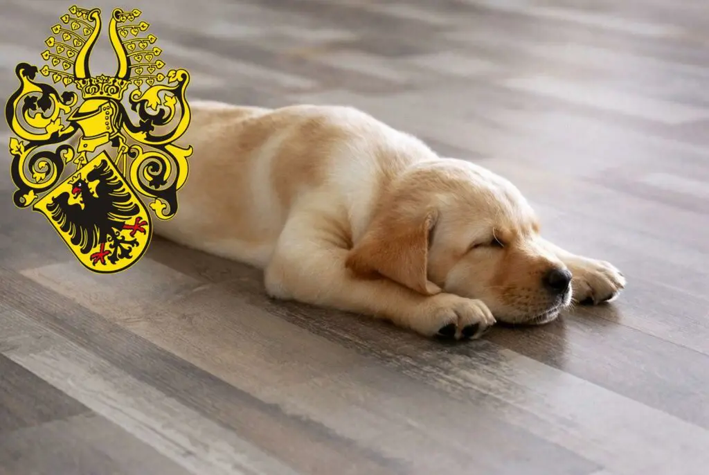 Labrador Züchter mit Welpen Nordhausen, Thüringen