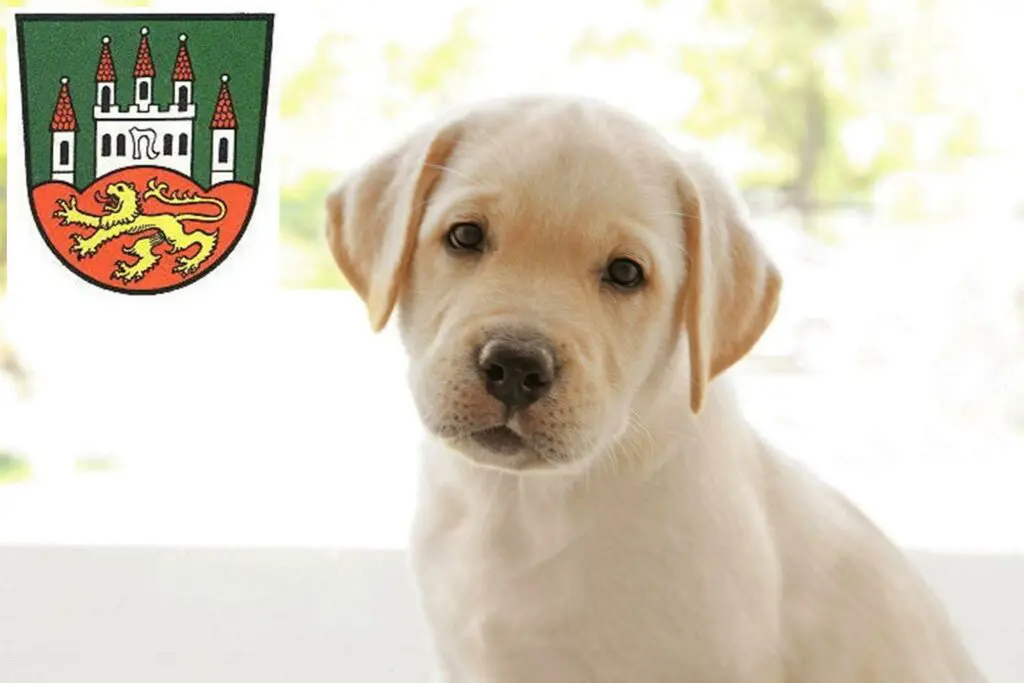 Labrador Züchter mit Welpen Northeim, Niedersachsen