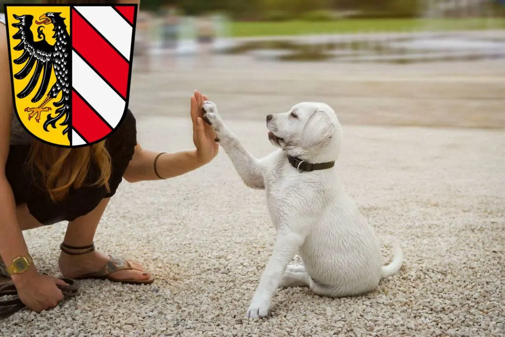 Labrador Züchter mit Welpen Nürnberg, Bayern