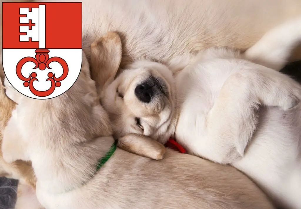 Labrador Züchter mit Welpen Obwalden, Schweiz