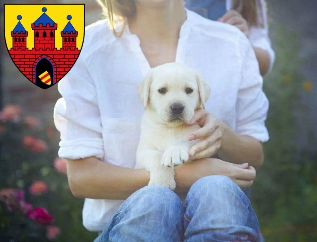 Labrador Züchter mit Welpen Oldenburg, Niedersachsen