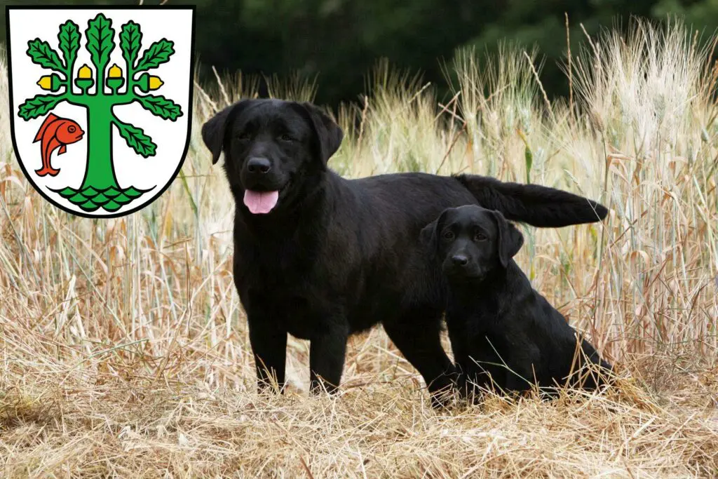 Labrador Züchter mit Welpen Oranienburg, Brandenburg