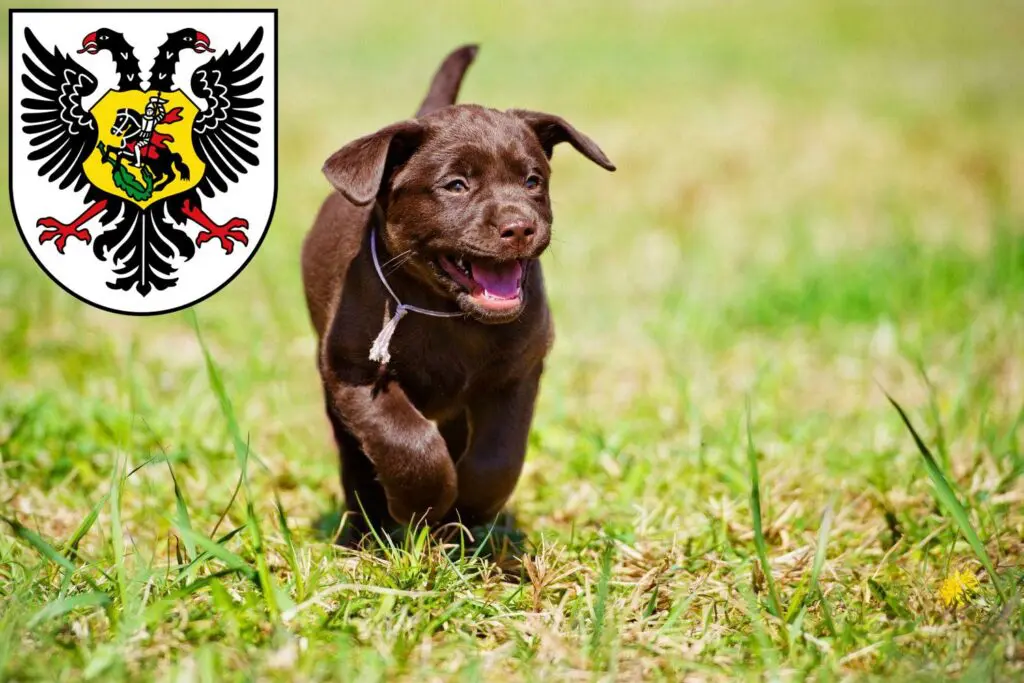 Labrador Züchter mit Welpen Ortenaukreis, Baden-Württemberg