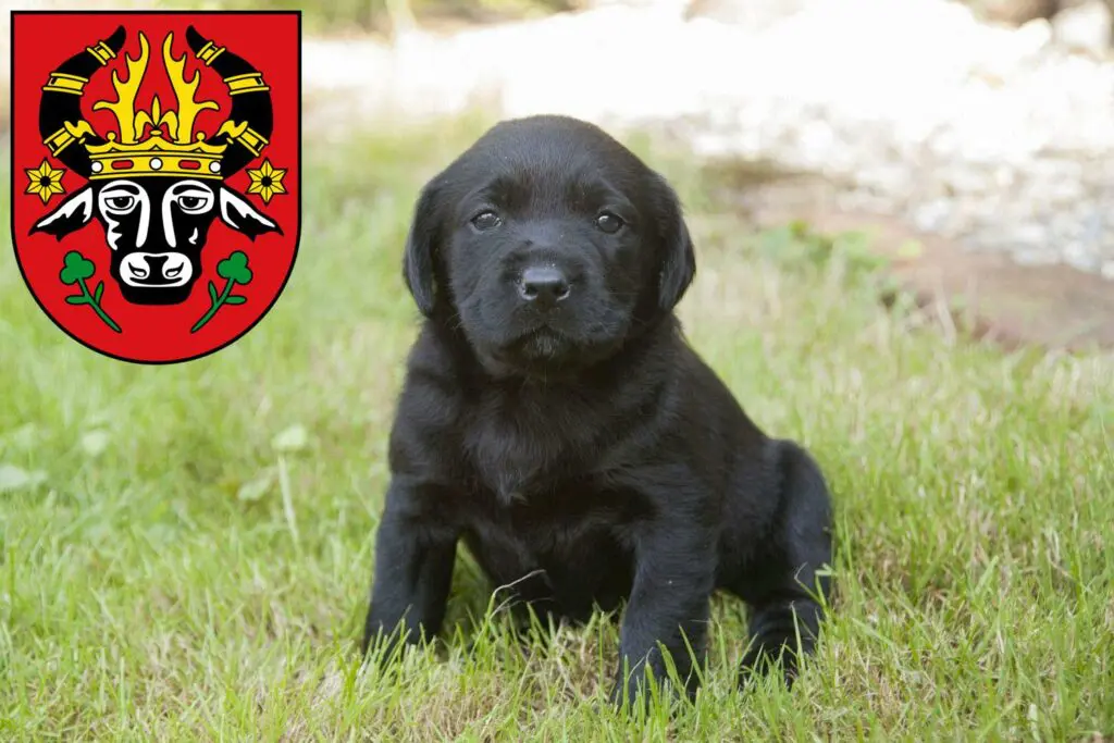 Labrador Züchter mit Welpen Parchim, Mecklenburg-Vorpommern