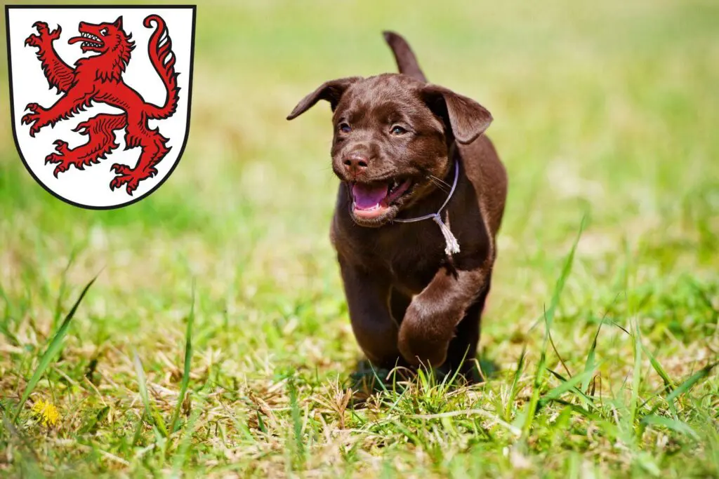 Labrador Züchter mit Welpen Passau, Bayern